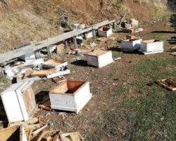Korumalı: Kış Uykusuna Yatmayan Ayılar, Arı ve Kovanları Telef Etti
