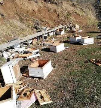 Korumalı: Kış Uykusuna Yatmayan Ayılar, Arı ve Kovanları Telef Etti