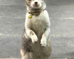 Korumalı: Maskot Rıfkı yiyecek istemek için yaptığı hareketlerle fenomen oldu