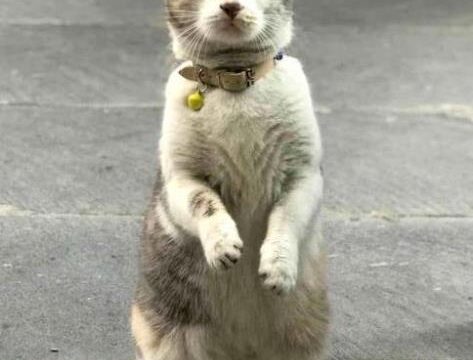 Korumalı: Maskot Rıfkı yiyecek istemek için yaptığı hareketlerle fenomen oldu