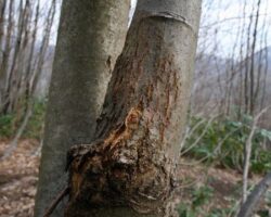 Artvin’de Kestane Ormanları Dal Kanserinden Korunuyor