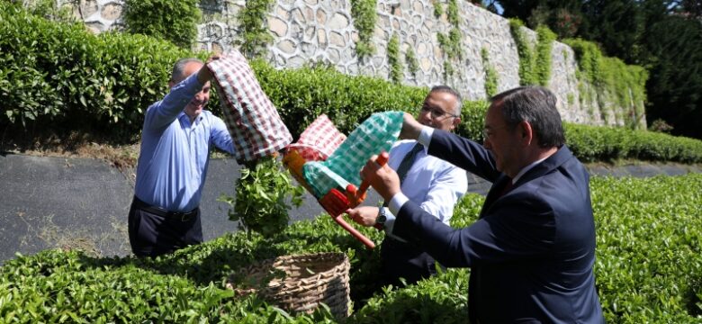 ÇAYKUR İlk Gününde 13 ton yaş çay aldı