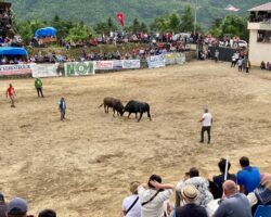 6. Boğa Güreşleri, Kültür ve Sanat Festivali Borçka Taraklı Köyünde Yapıldı