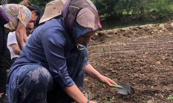 Artvin’de 14 Bin Kekik Fidesi Toprakla Buluşturuldu