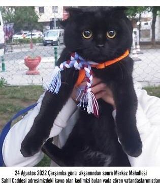 KAYIP KEDİ