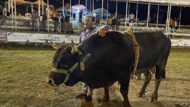 Artvin’de Düzenlenen 5. Kafkasör Boğa Güreşleri Türkiye Şampiyonu “Poyraz”