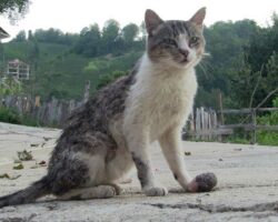 Ayağında Tümör Çıkan Kediye Köy Halkı Sahip Çıktı