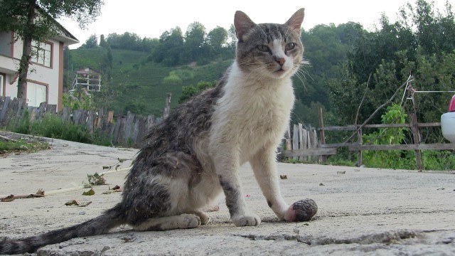 Ayağında Tümör Çıkan Kediye Köy Halkı Sahip Çıktı
