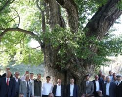 1100 yıllık armut ağacında meyve hasadı yapıldı
