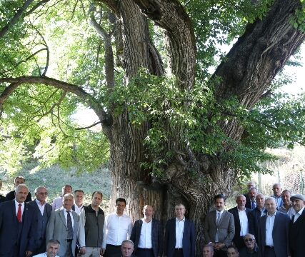 1100 yıllık armut ağacında meyve hasadı yapıldı