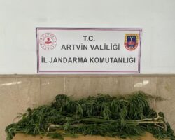 BORÇKA’DA HİNT KENEVİRİ, KEMALPAŞA KUBAR ESRAR OPERASYONU