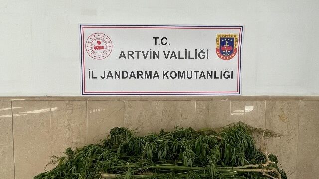 BORÇKA’DA HİNT KENEVİRİ, KEMALPAŞA KUBAR ESRAR OPERASYONU