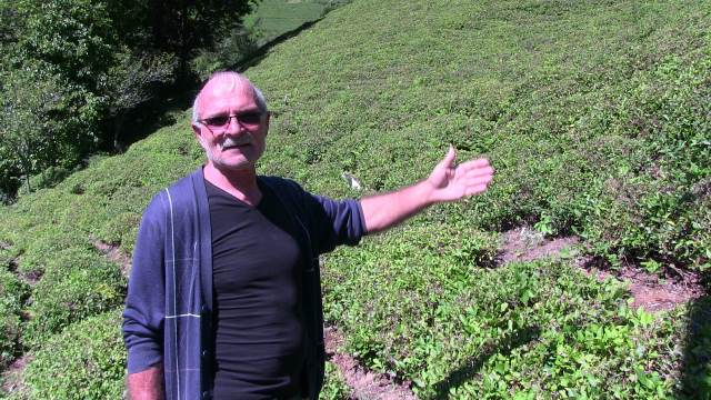 Borçka’da Organik Çay Üreticisi Verim Kaybı Desteği İstiyor