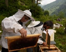 Artvin’de Bal ormanlarının sayısı artıyor