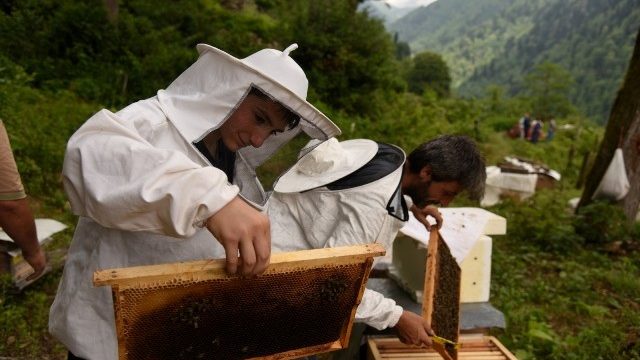 Artvin’de Bal ormanlarının sayısı artıyor