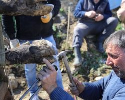 Artvin’deki Boğaların Tırnak Bakımı İçin Muğla’dan Nalbant Geldi