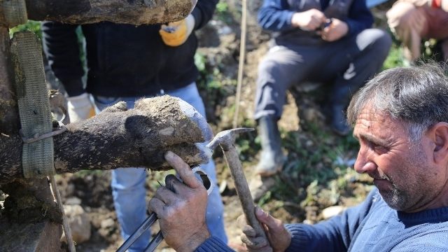 Artvin’deki Boğaların Tırnak Bakımı İçin Muğla’dan Nalbant Geldi