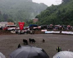 Borçka’da Çğala Vadisi Kültür, Sanat, Spor Turizm ve Boğacılar Derneği Festivali Müthiş İlgi Gördü