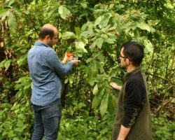 Artvin Orman Bölge Müdürlüğü, Kestane Gal Arısı İle Biyolojik Mücadele Devam Ediyor