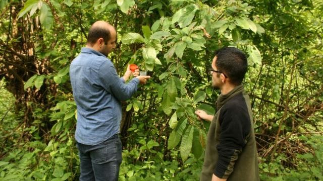 Artvin Orman Bölge Müdürlüğü, Kestane Gal Arısı İle Biyolojik Mücadele Devam Ediyor