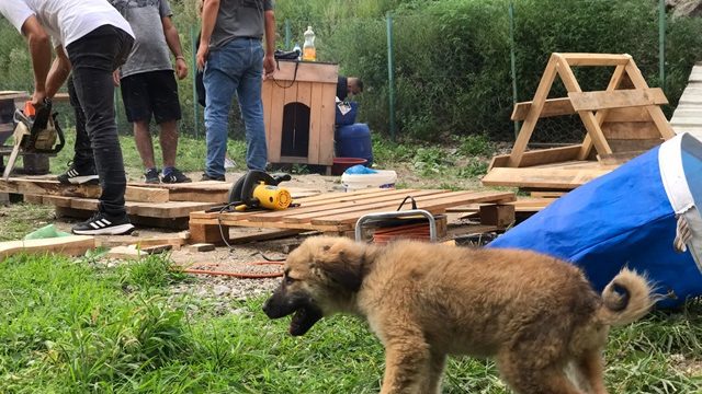 Borçka Pati Dostları hayvan severler kulübe yuva yapımına başladılar