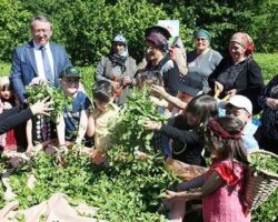 Korumalı: ÇAYKUR Genel Müdürü Alim, “Biz birinci sürgün yaş çayın tamamını alacağız”