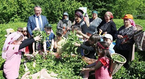 Korumalı: ÇAYKUR Genel Müdürü Alim, “Biz birinci sürgün yaş çayın tamamını alacağız”