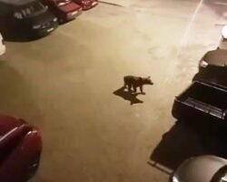 Borçka’da Ayı Vakası