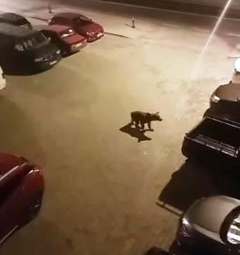 Borçka’da Ayı Vakası