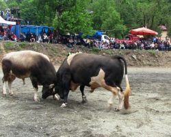 Korumalı: 4. Çğala Vadisi Festivali Yapıldı