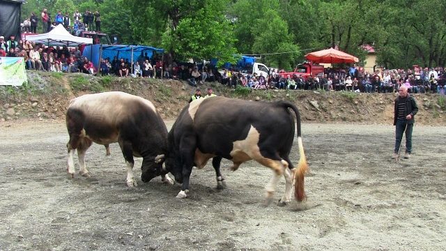 Korumalı: 4. Çğala Vadisi Festivali Yapıldı