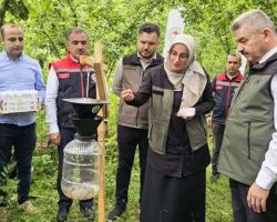 Korumalı: Borçka – Muratlı Köyü’nde, samuray arılar doğaya salındı