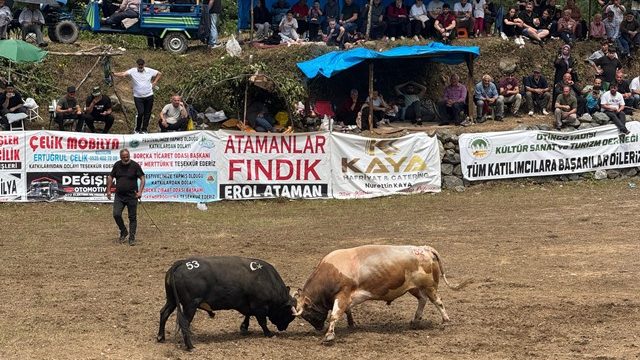 Korumalı: Taraklı ve Çevre Köyleri Boğa Güreşi Festivali Yapıldı