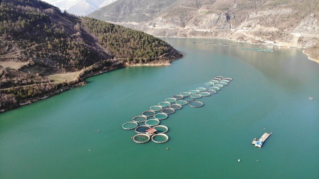 Korumalı: Borçka Barajında Türk Somonu “Hedef 100 bin ton üretim”