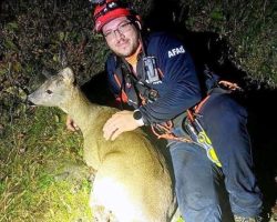 Korumalı: Aksu Deresine düşen yaralı karaca, AFAD ekiplerince kurtarıldı