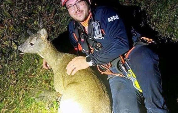 Korumalı: Aksu Deresine düşen yaralı karaca, AFAD ekiplerince kurtarıldı