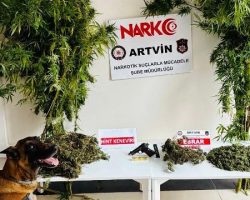 Korumalı: Borçka’da Kenevir ve Esrar Operasyonu