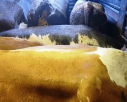 Korumalı: Borçka’da hayvanları çalan hırsızlar yakalandı