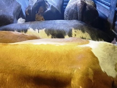 Korumalı: Borçka’da hayvanları çalan hırsızlar yakalandı