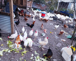 SATILIK CANLI YUMURTADA TAVUKLAR, HOROZLAR, VE FERİKLER