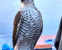 “Karadeniz’in Dağlarında Yüzyıllık Tutku, Atmacacılık”