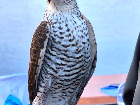 “Karadeniz’in Dağlarında Yüzyıllık Tutku, Atmacacılık”