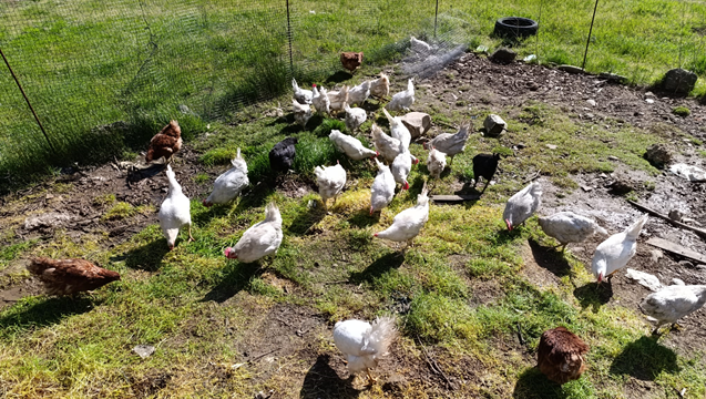 SATILIK TAVUKLAR, FERİKLER