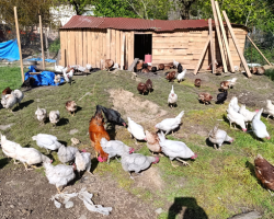 SATILIK TAVUKLAR, FERİKLER, GURK, HOROZLAR