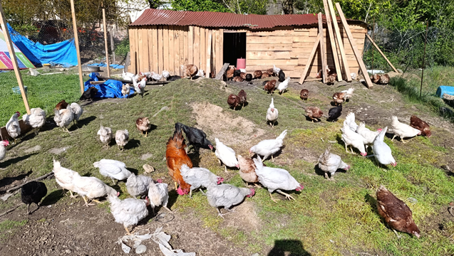 SATILIK TAVUKLAR, FERİKLER, GURK, HOROZLAR