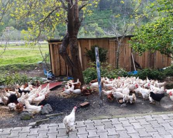 SATILIK YUMURTADA TAVUKLAR, KILAVUZDA FERİKLER