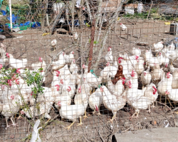 SATILIK YUMURTADA TAVUKLAR, KILAVUZDA FERİKLER