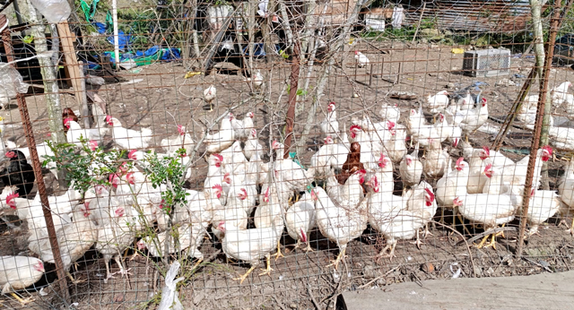 SATILIK YUMURTADA TAVUKLAR, KILAVUZDA FERİKLER