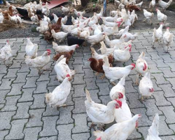 SATILIK YUMURTADA TAVUKLAR, KILAVUZDA FERİKLER