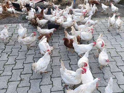 SATILIK YUMURTADA TAVUKLAR, KILAVUZDA FERİKLER